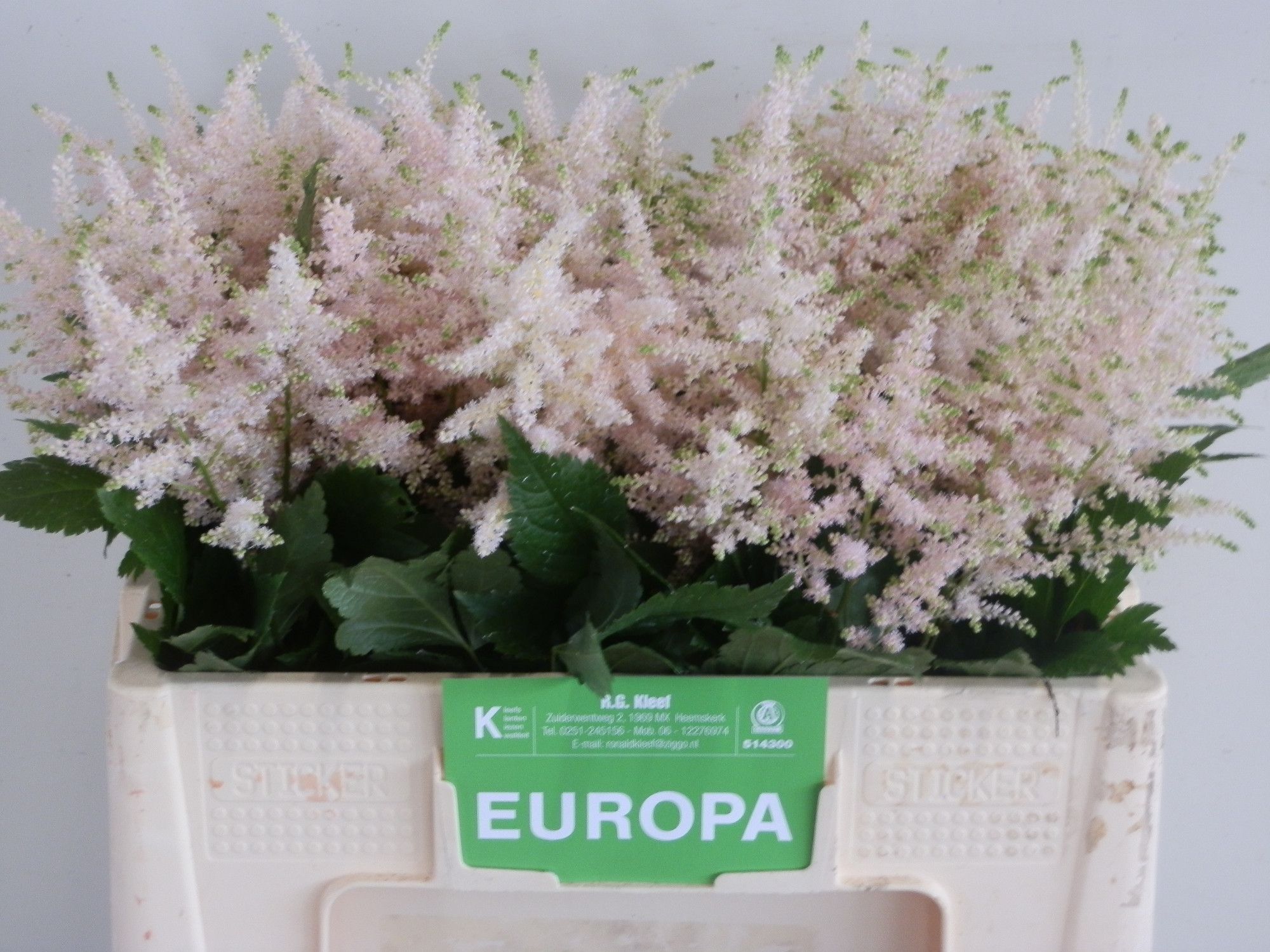 Астильба Европа 50 (светло-роз.), шт.