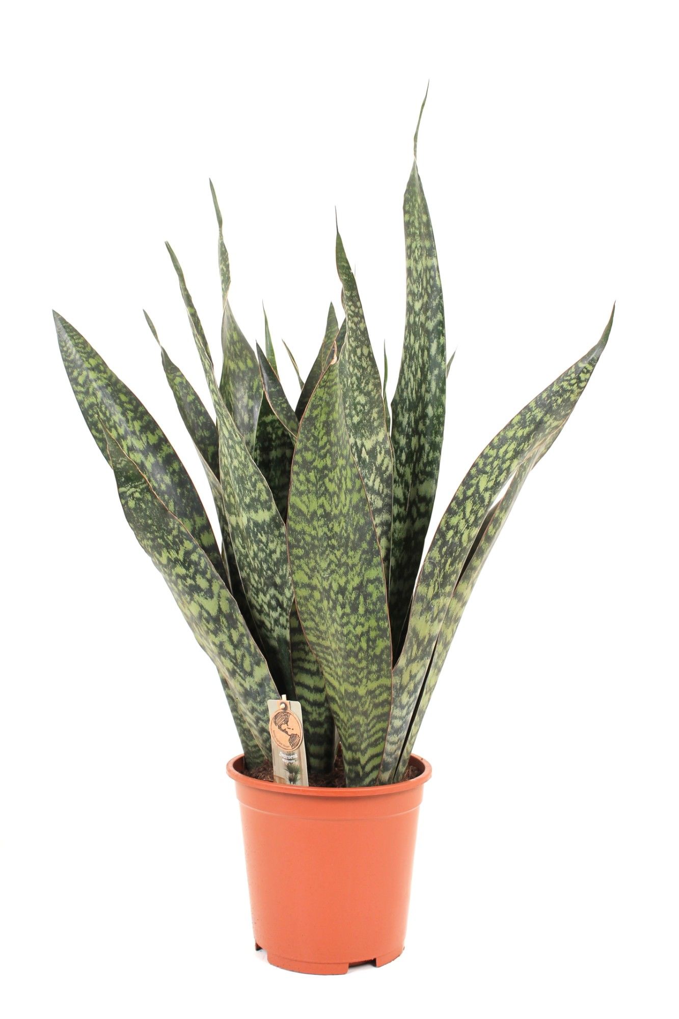 Sansevieria Jamaiquina P27 2PP, D 27