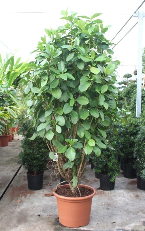 Clusia rosea, D 60 cm