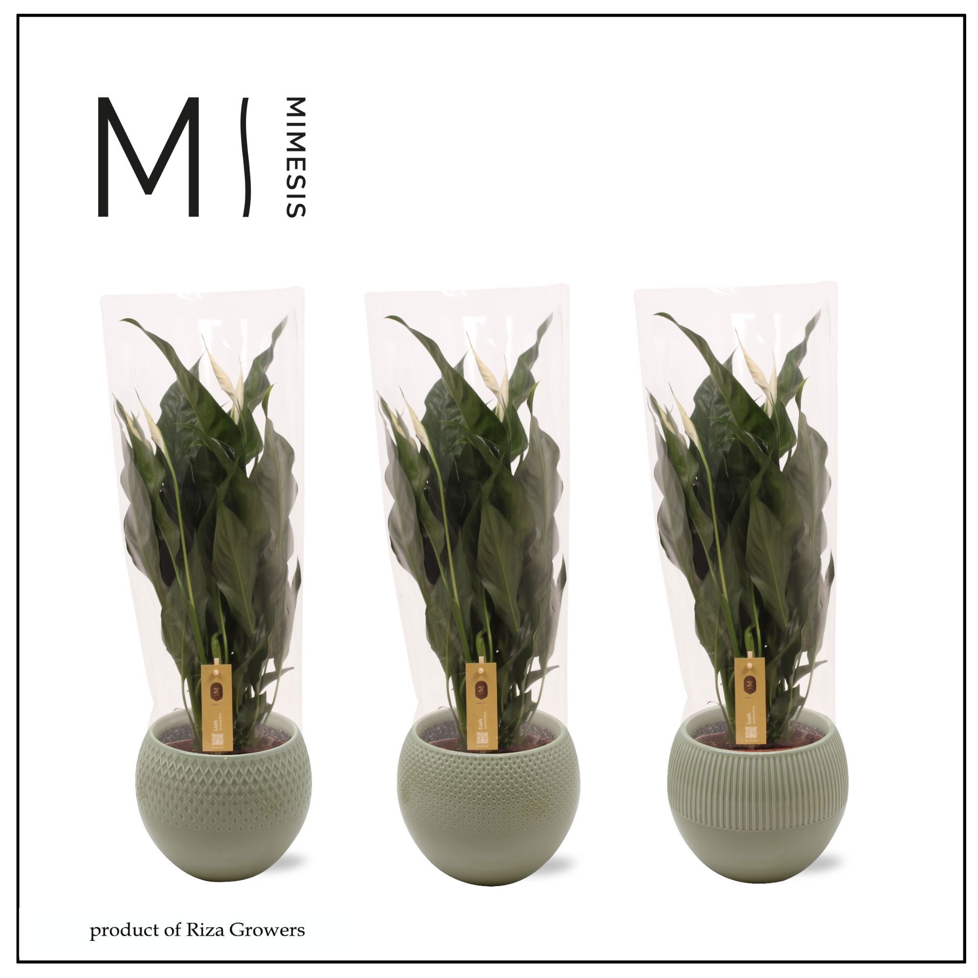 Spathiphyllum Sweet Curiosa Nature - 13cm in Bolivia Green | Mimesis, D 13