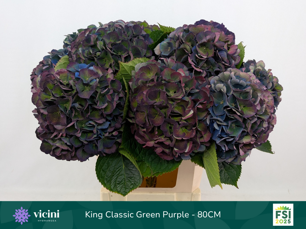Гортензия Роял Кинг Классик 80, шт.