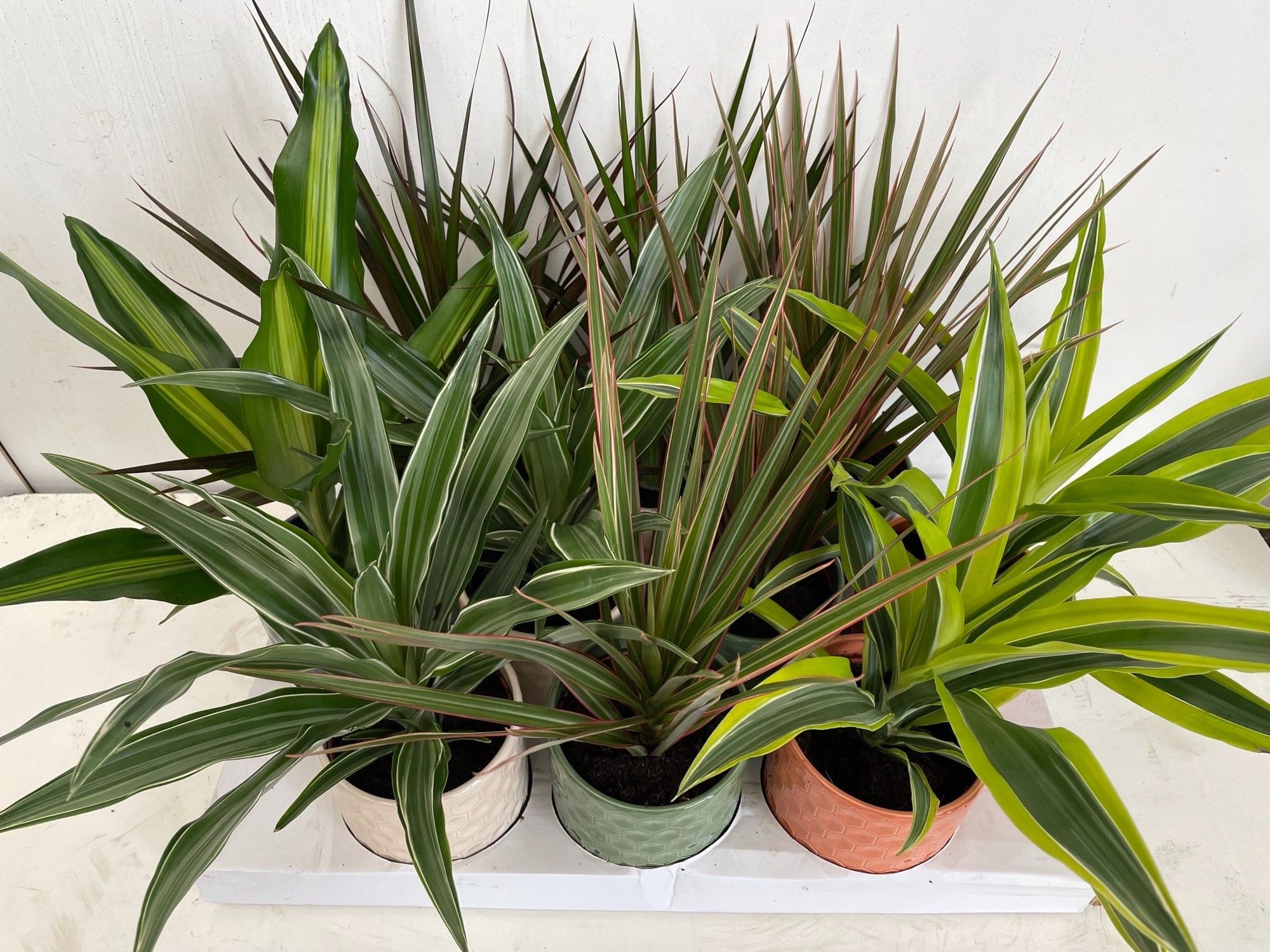 Dracaena mix in keramiek, D 12