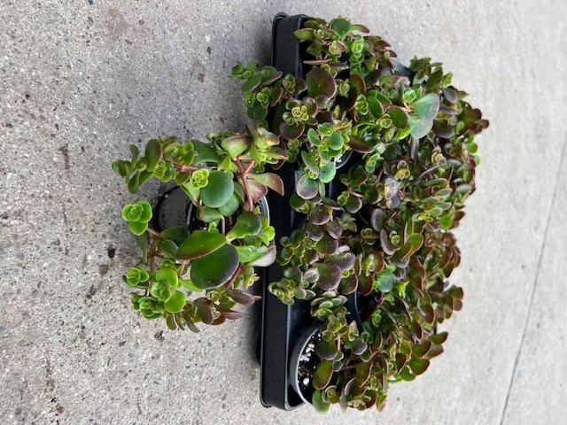 SEDUM MAKINOI 'Tornado', D 6 cm