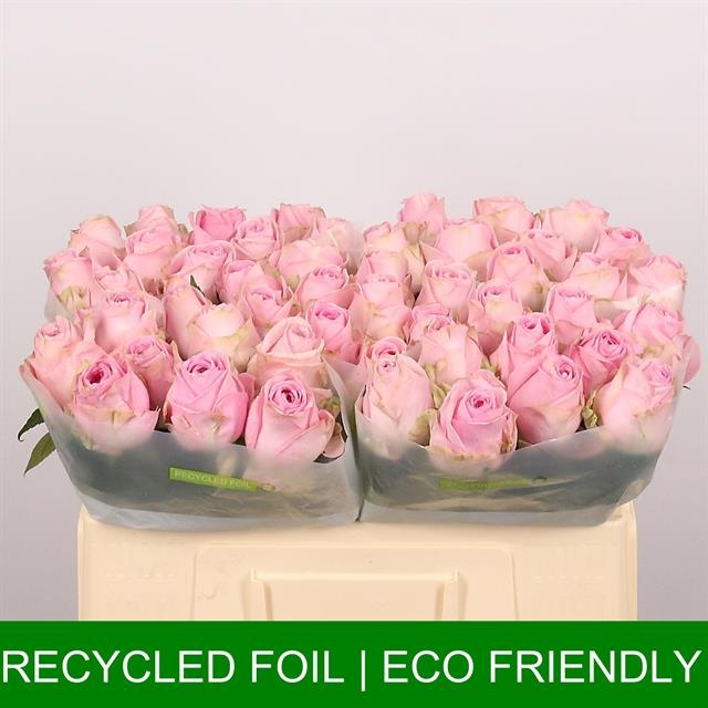 Роза од. Хайди 50, шт.