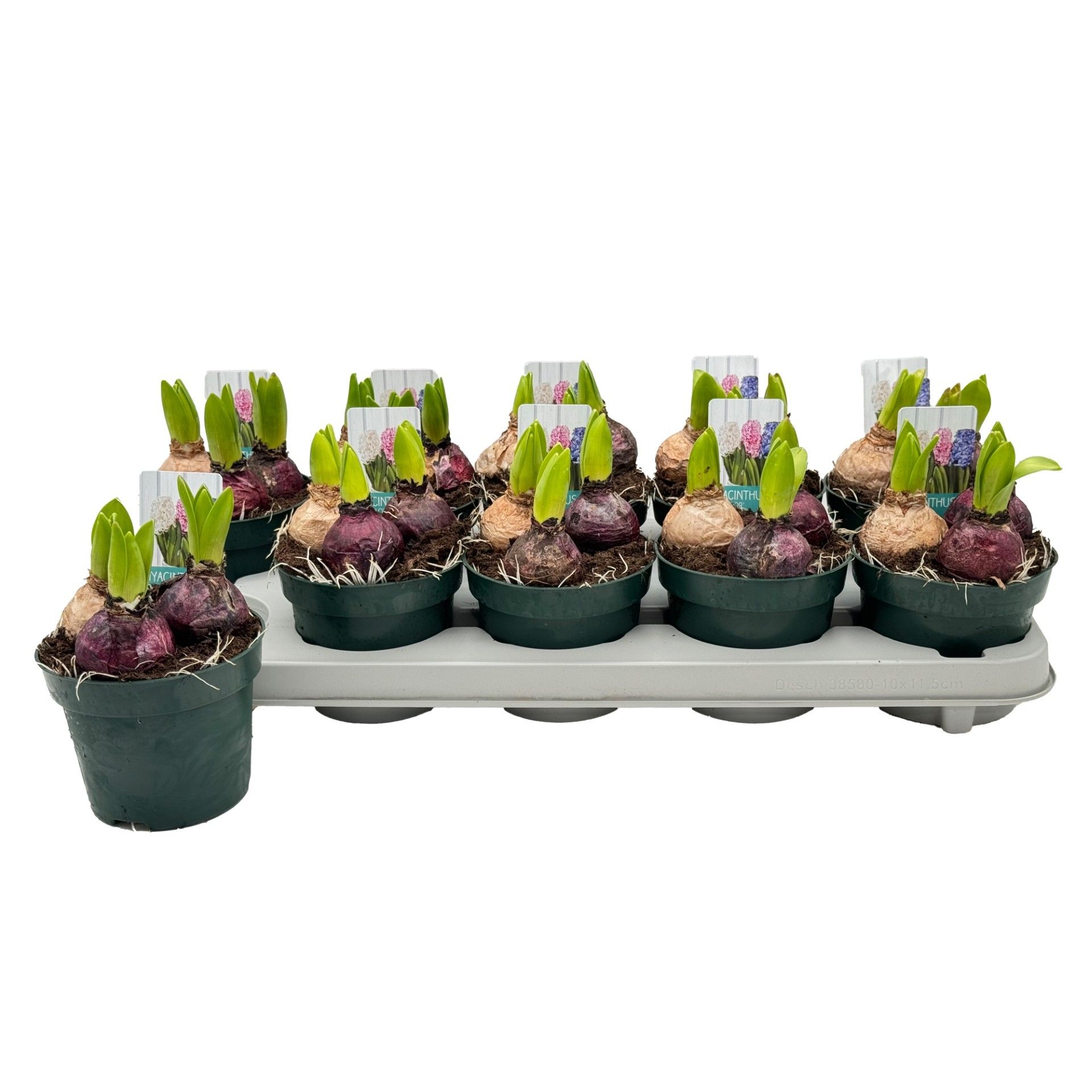 Hyacinthus Trio Mix Carnaval, D 12