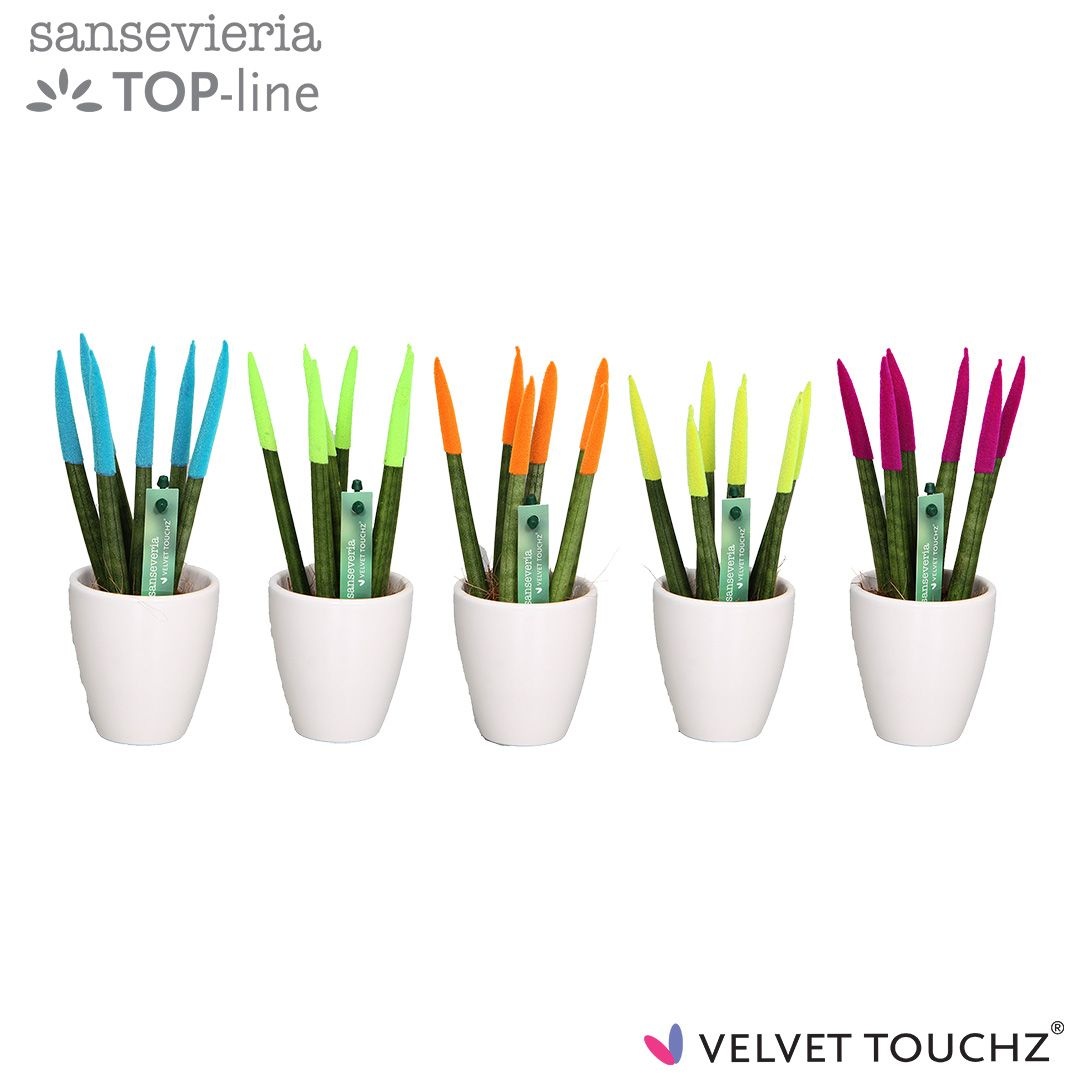 Sansevieria VELVET TOUCHZ® Mix Ibiza in keramiek Osaka wit, D 6 cm