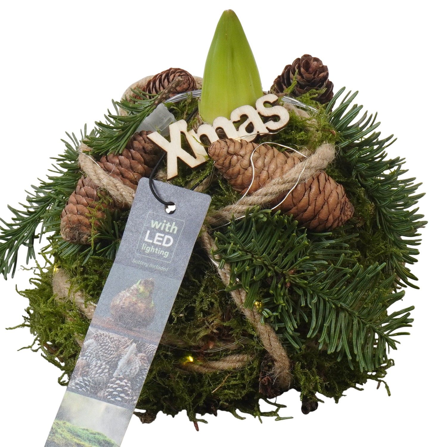 PTACH5876 Arrangement Amaryllis Christmas in mos gewikkeld met led, D 12 cm