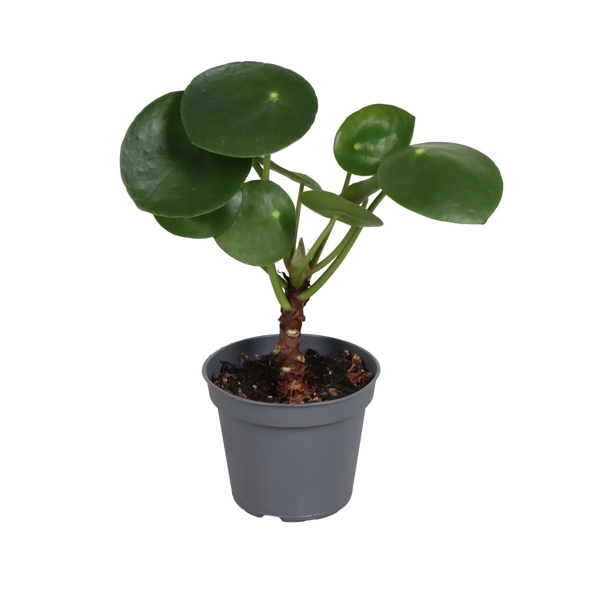 Pilea Peperomioides Cane 6 cm, D 6