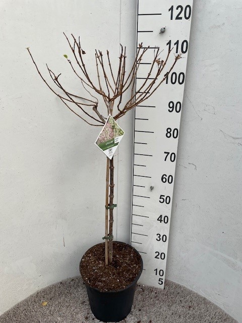 Hydrangea pan. Little Lime 60 stam P28 C10, D 28