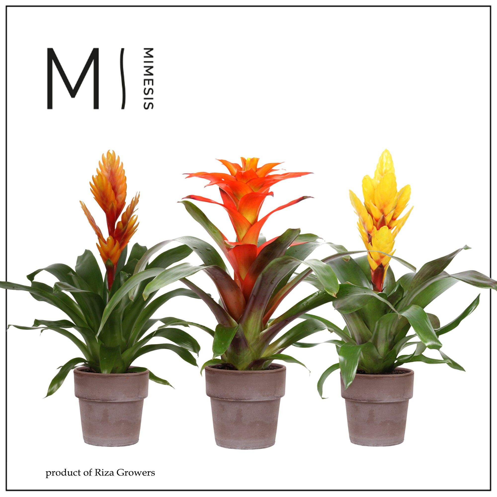 Bromelia Nature - 12cm in Toscana | Mimesis, D 12