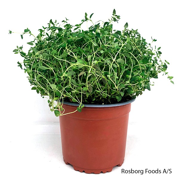 THYMUS VULGARIS, D 15