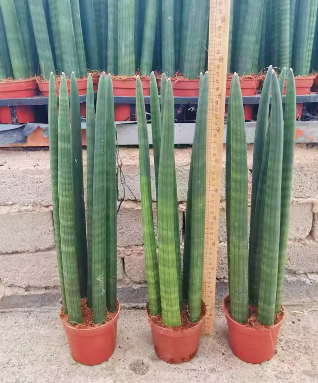 Кактус Премиум Инкенсе фор Буддха 12 30