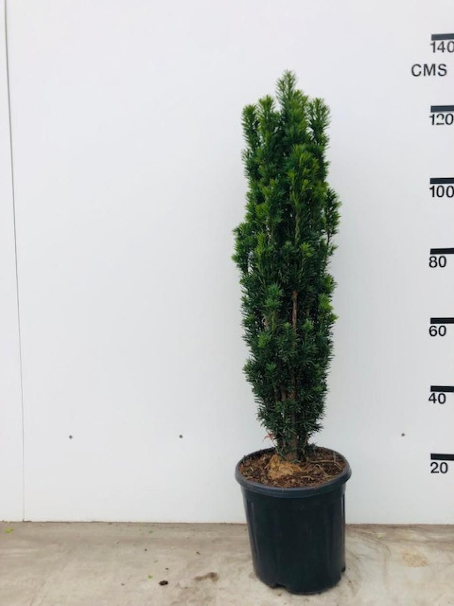 Taxus b. 'Fastigiata Robusta', struik, D 29
