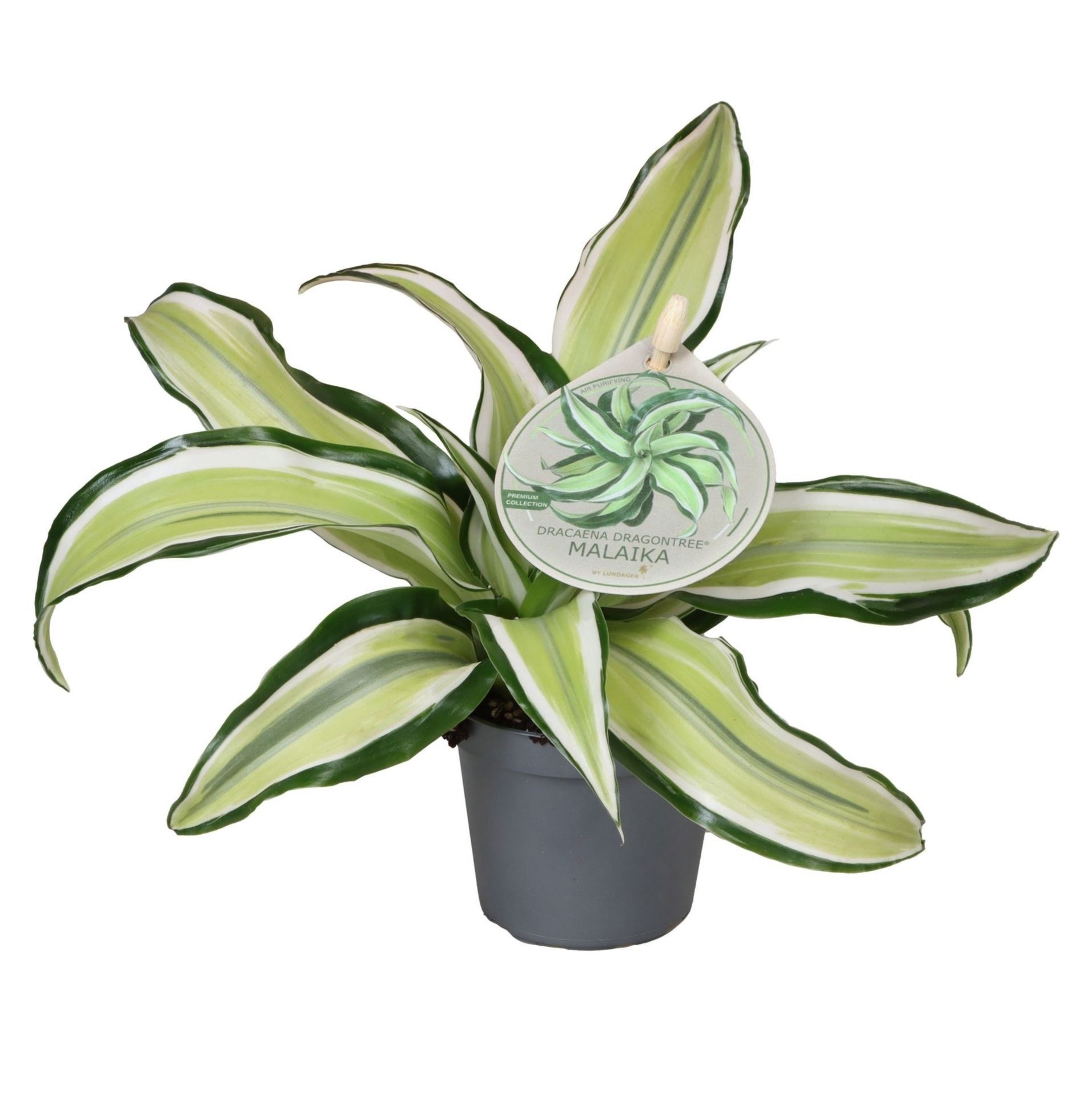 Dracaena Dragontree� Malaika W. Label 6 cm, D 6
