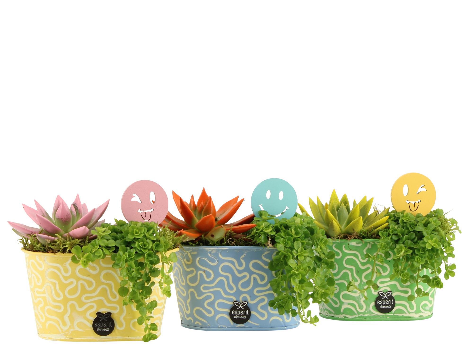 31814: Love school arrangement, D 14