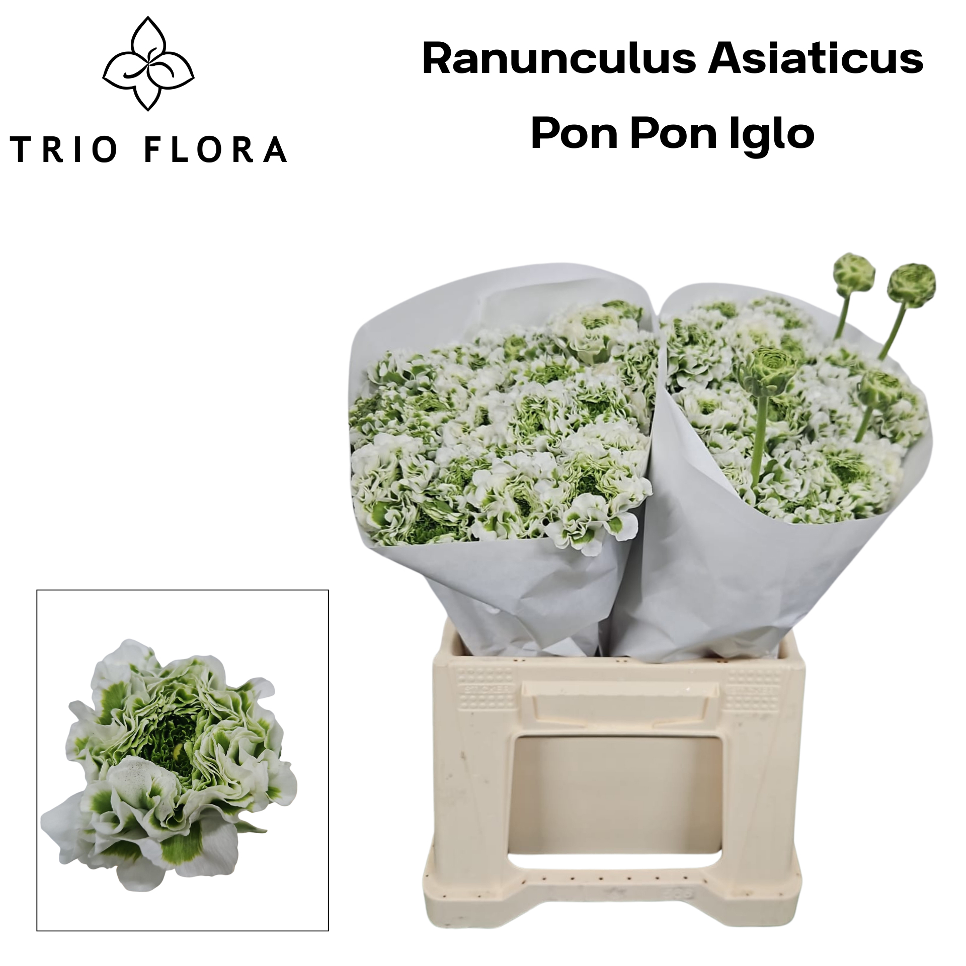 Ранункулус Пон Пон Иглу 40, шт.