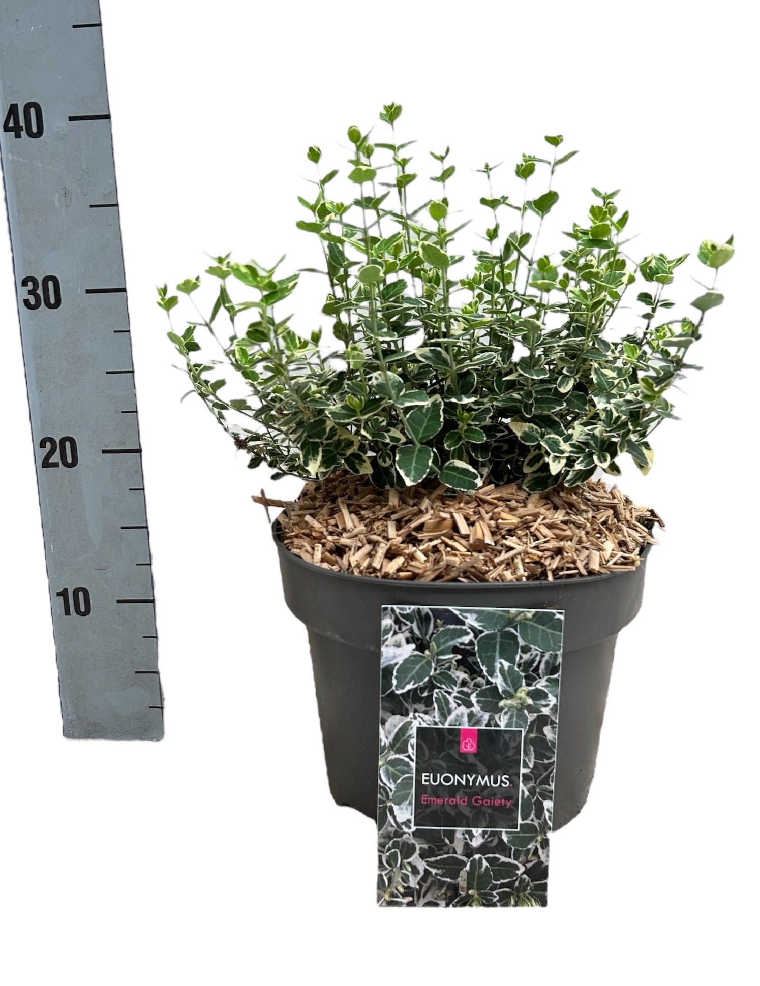 Euonymus fortunei 'Emerald Gaiety' C5, D 23