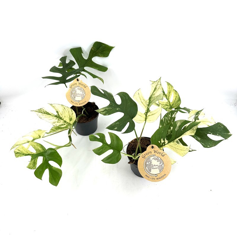 MONSTERA MINIMA, D 12