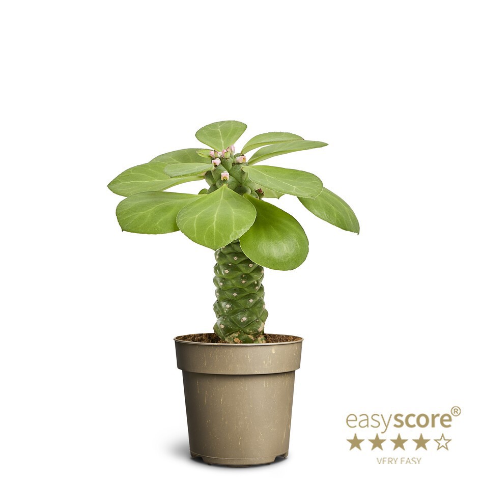 EUPHORBIA RITCHIEI, D 11 cm EUPHORBIA RITCHIEI, D 11 cm