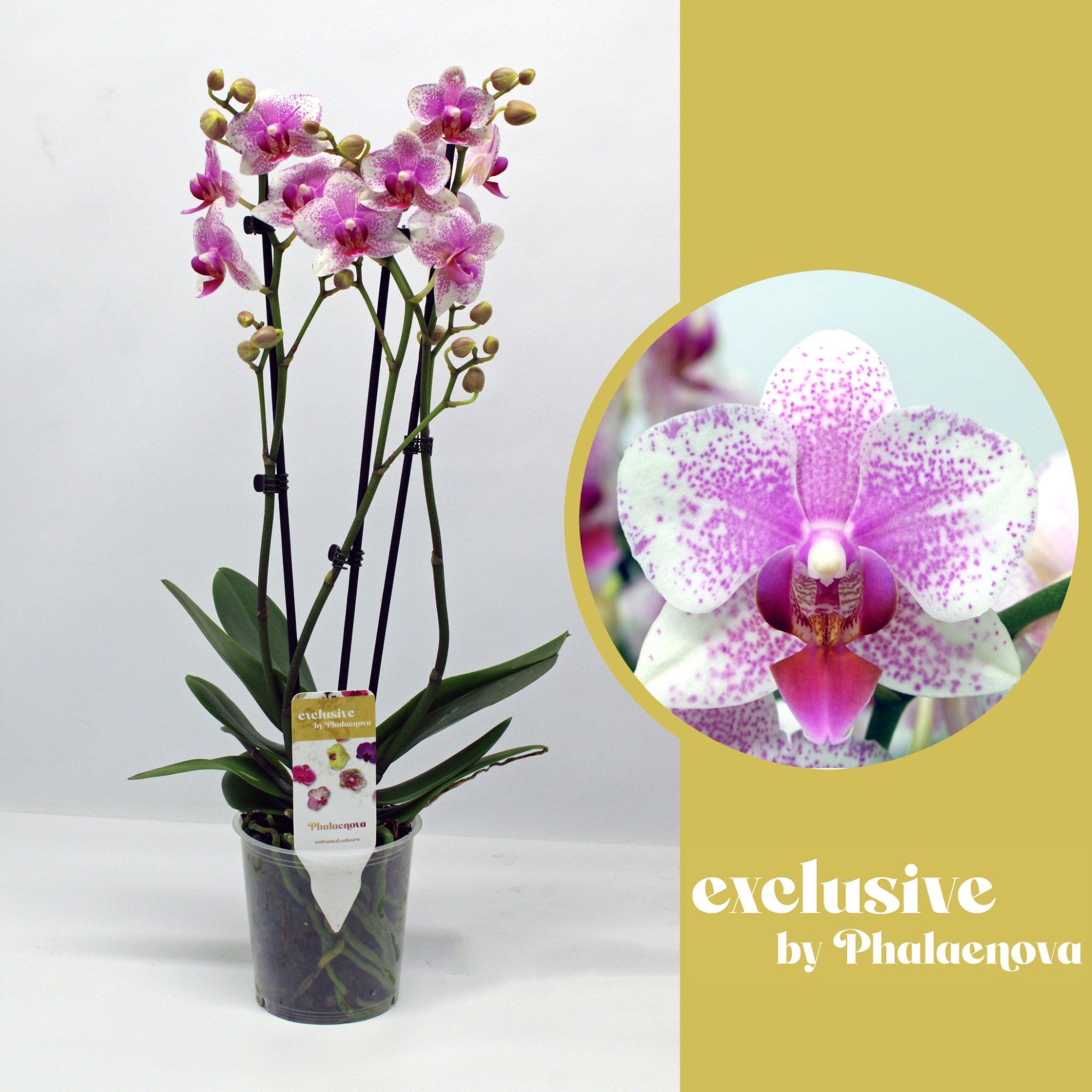 Rotterdam 3-tak 55cm (RIJP), D 12 cm