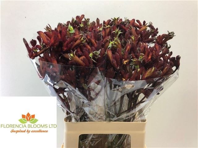 Анигозантус Эрли Спринг 60, шт.