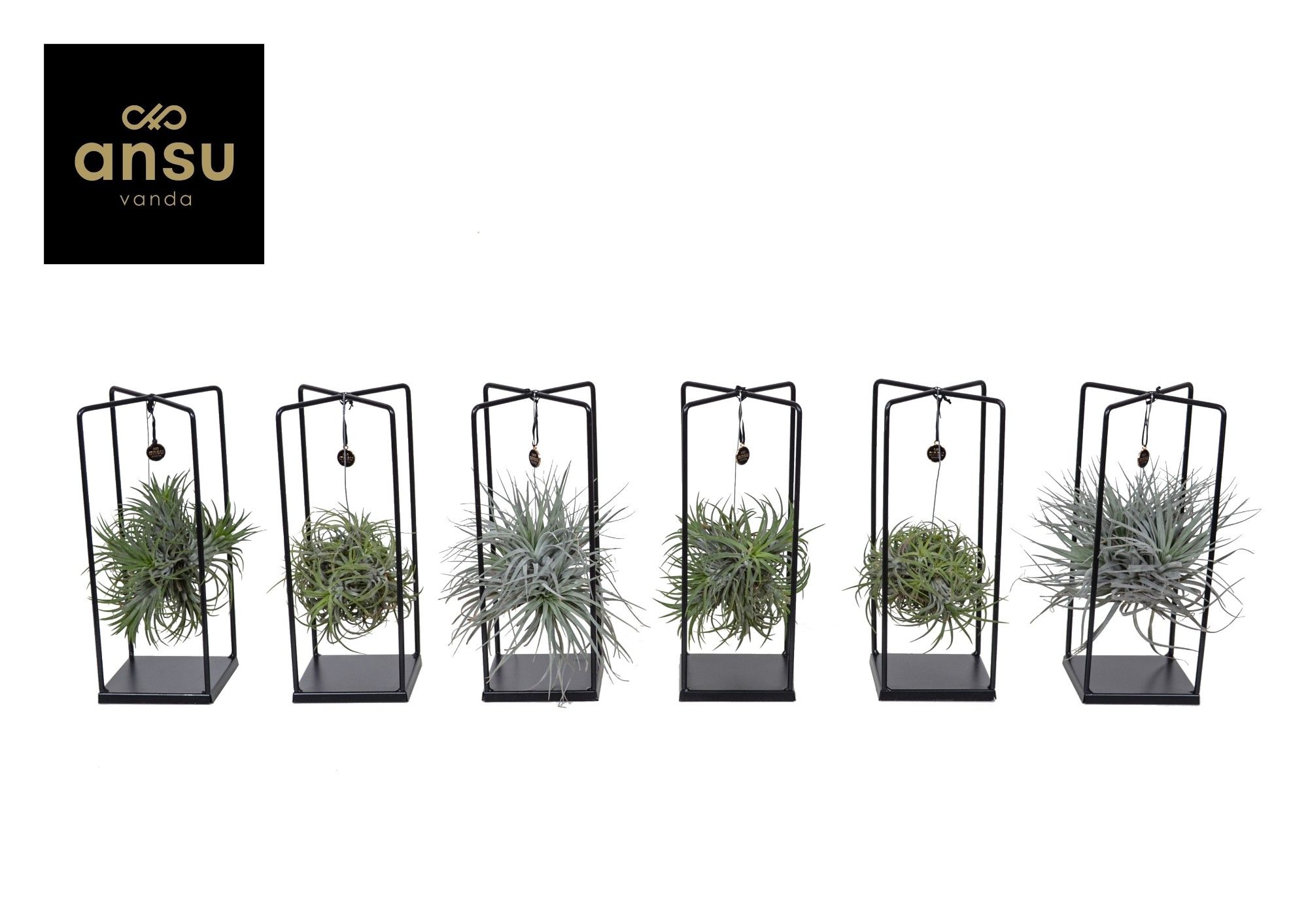 Tillandsia Cube mix (Medium), D 17