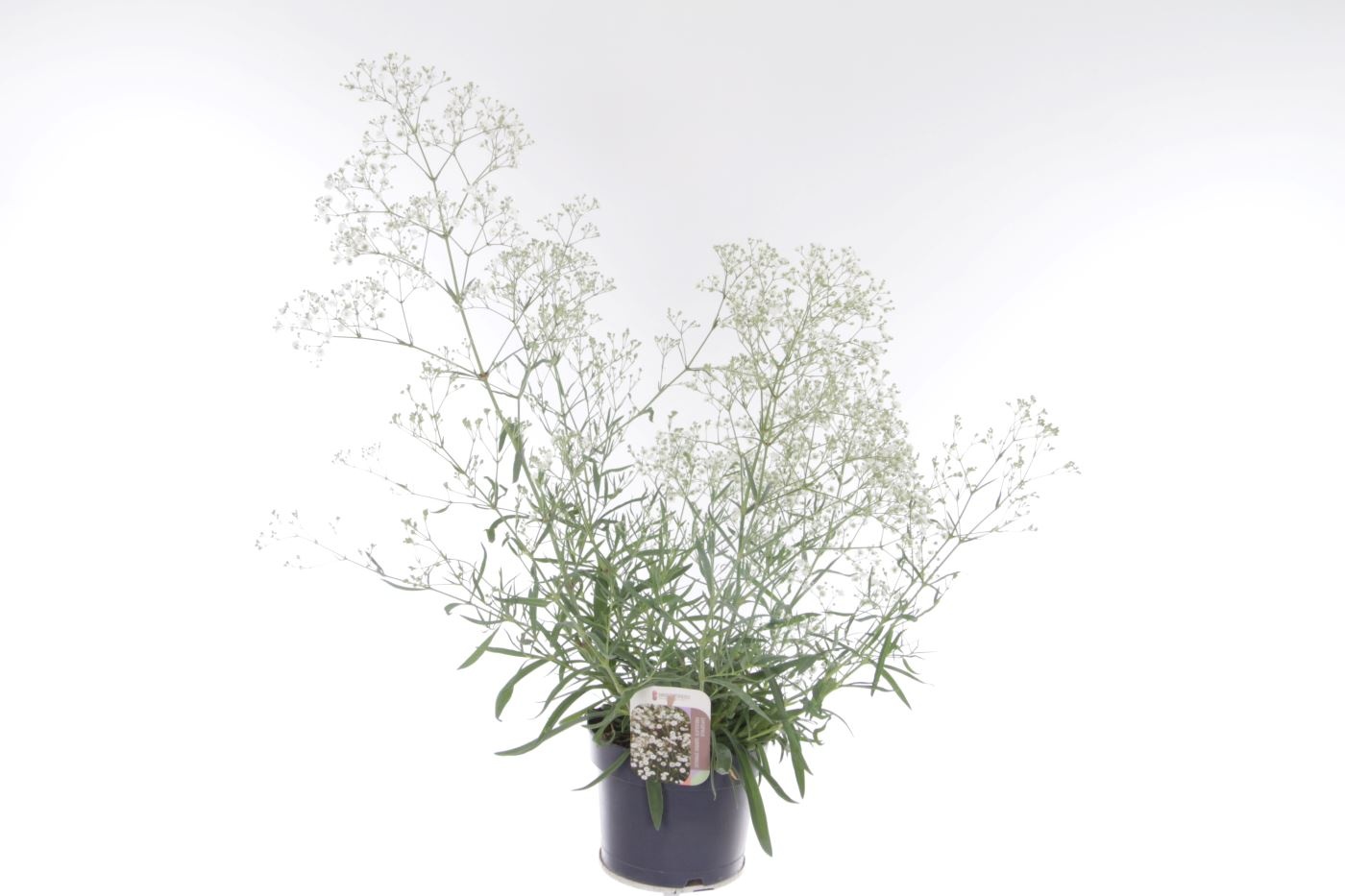 Gypsophila Festival White Flare, D 17