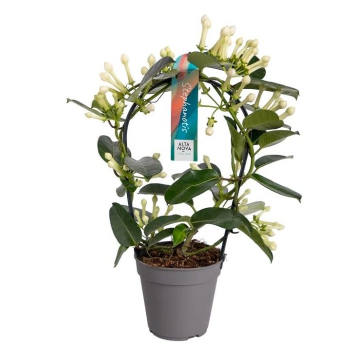 Stephanotis boog 11-12 tros p12, D 12