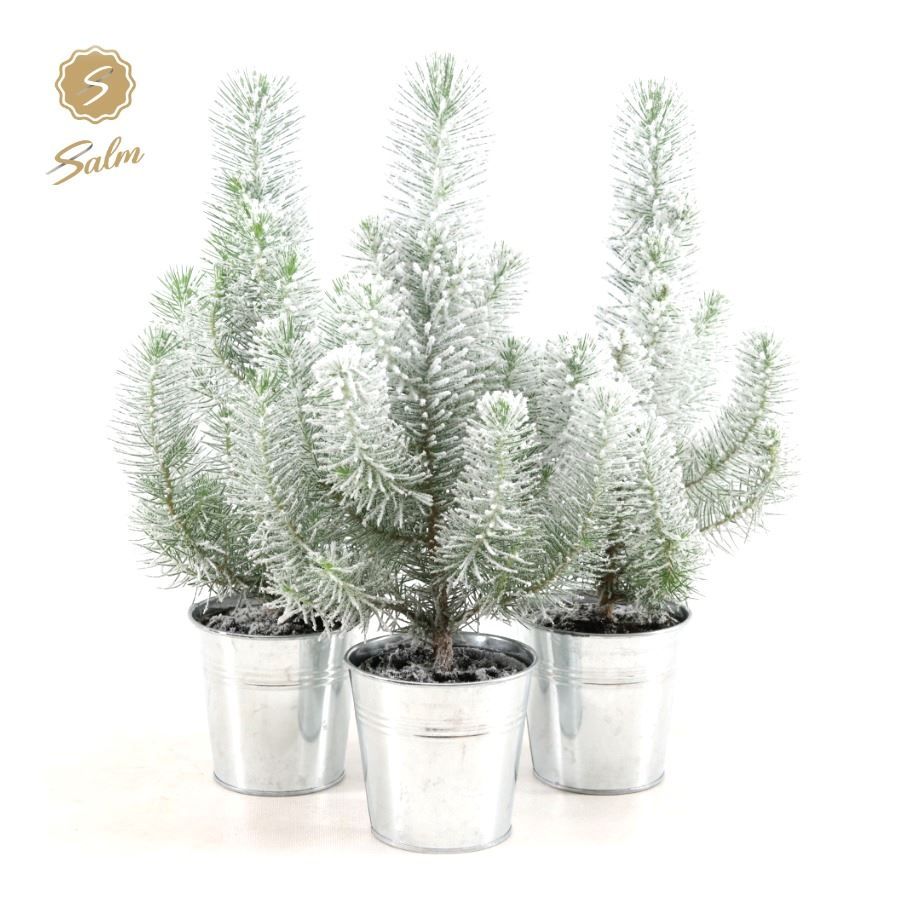 Pinus pinea 'Silver Crest' P10,5 in Zinc Old-Look + Snow, D 12 cm