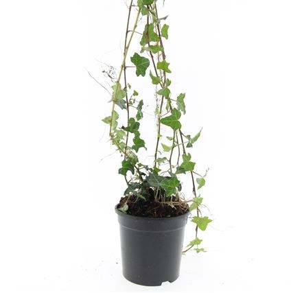 Hedera helix, D 14 cm