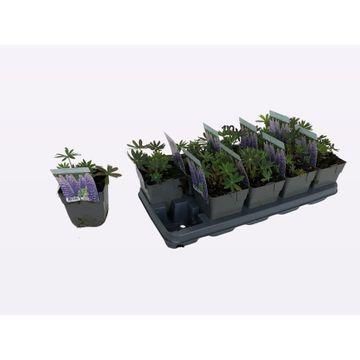 DVDS P13 Lupinus 'Gallery Blue', D 13