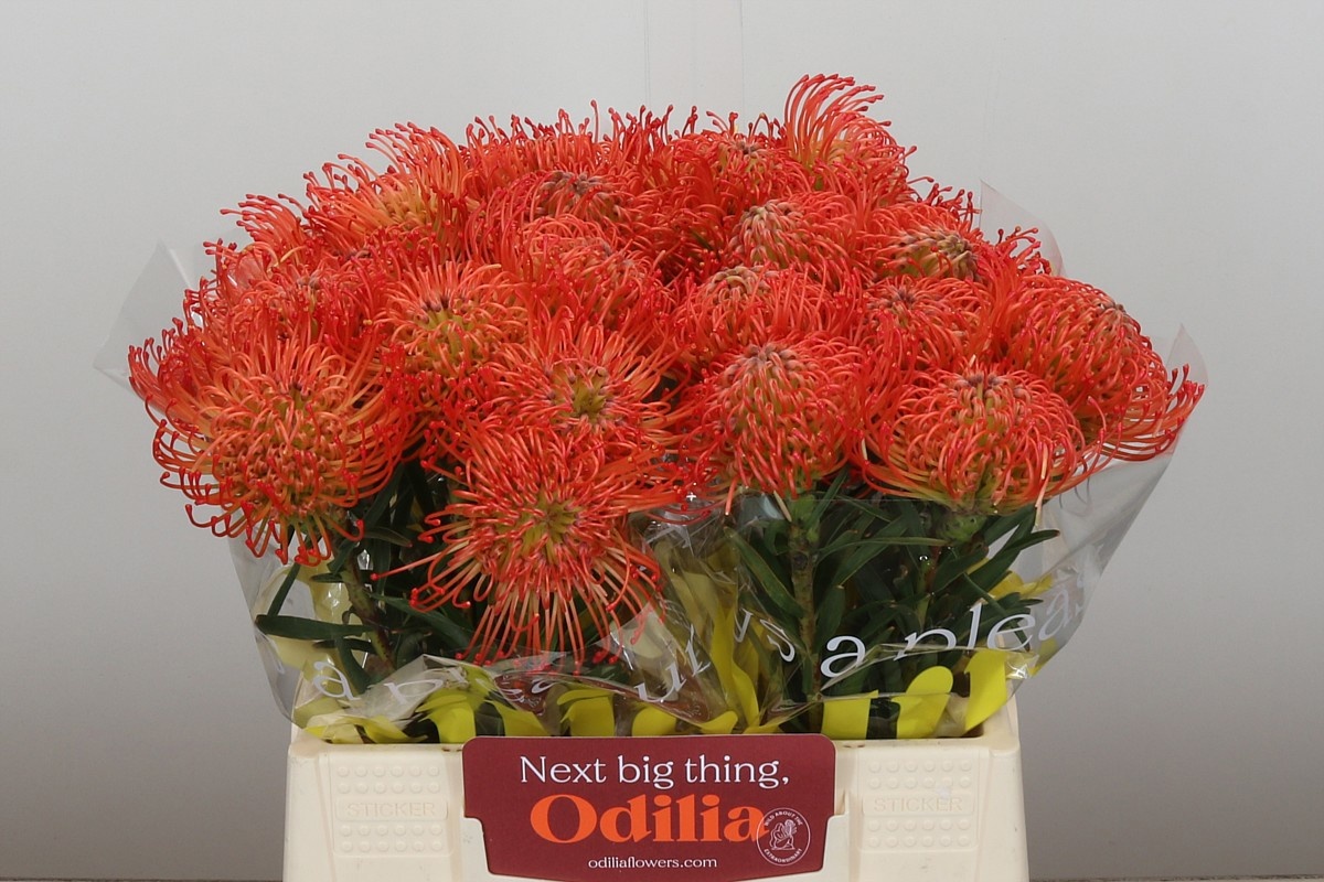 Нутанс Саксешн 40, шт.