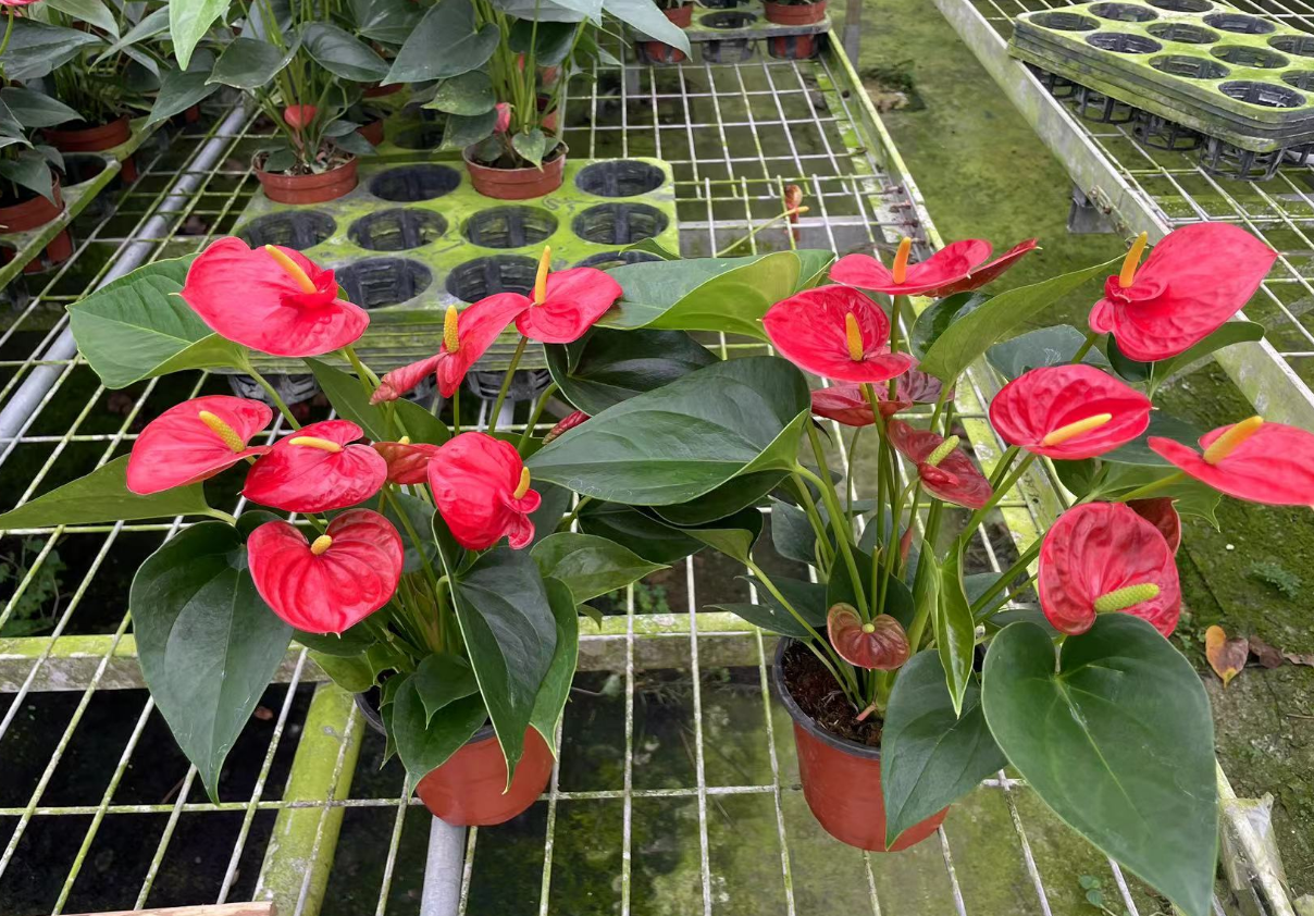 Антуриум Санджу Хонг Суккессфуллй 12 35