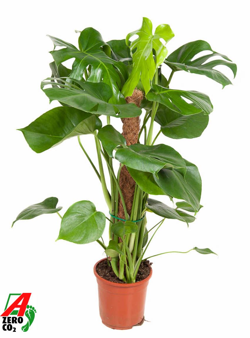 Monstera Deliciosa mosstok P19, D 19