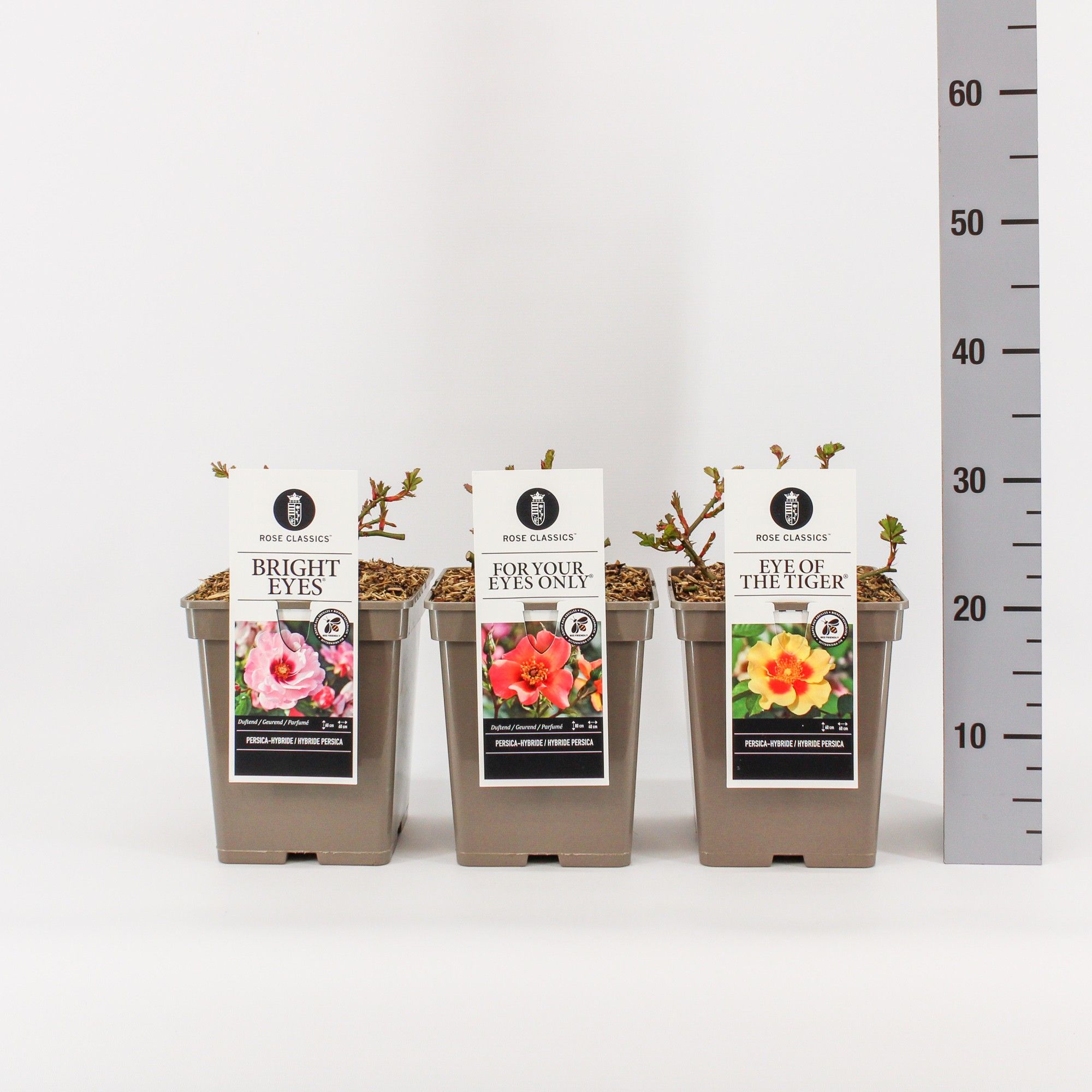 Rose Classics Persica mix, C5, D 23