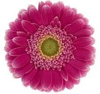 Гермини Вондерволл, шт.