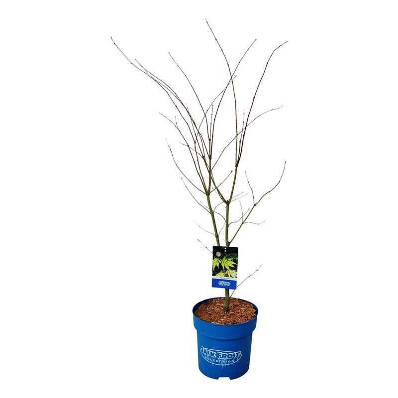 Acer Arctic Jade ®, D 32 cm Acer Arctic Jade ®, D 32 cm