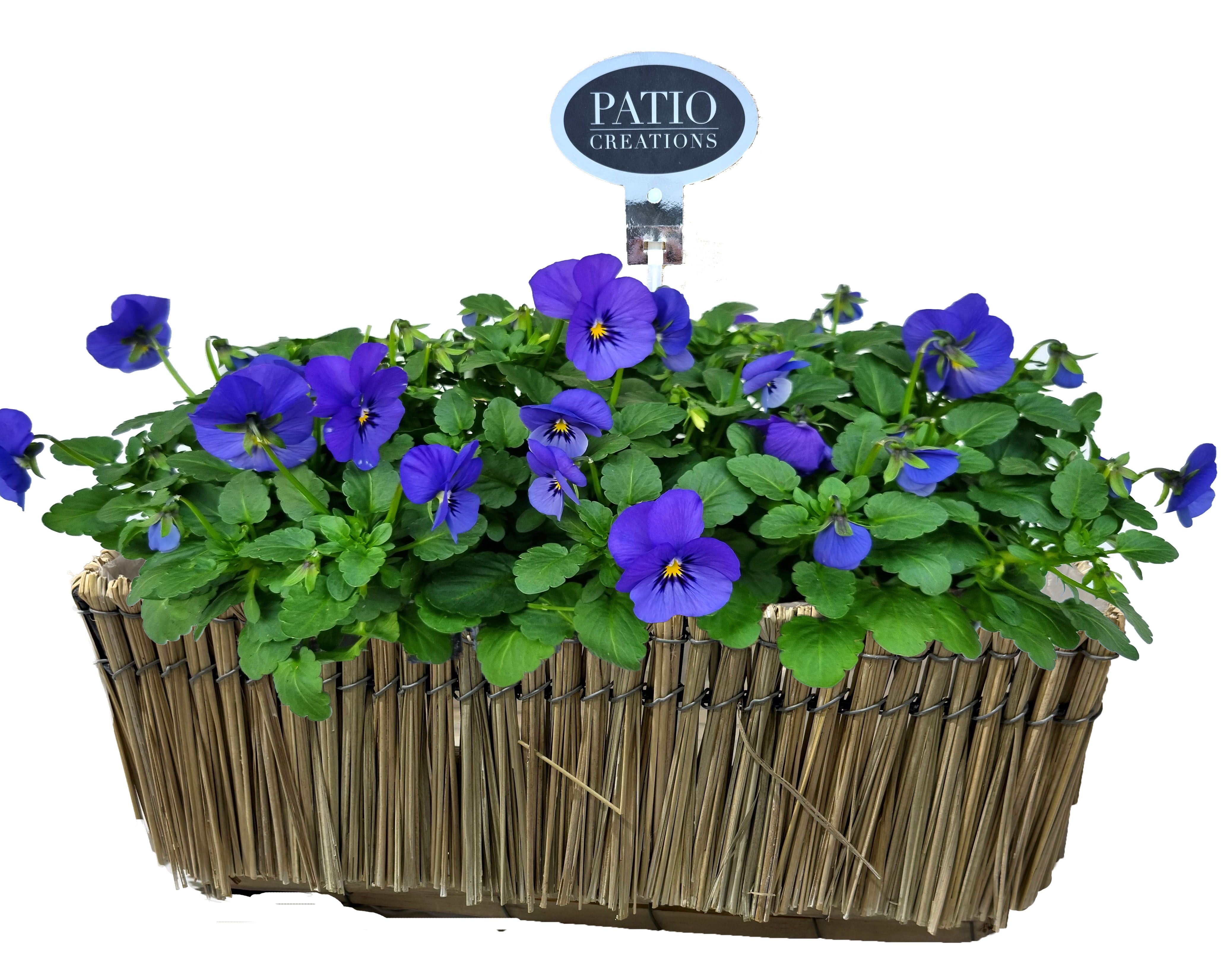 V821-9003 Viola Lona M, D 32 cm V821-9003 Viola Lona M, D 32 cm