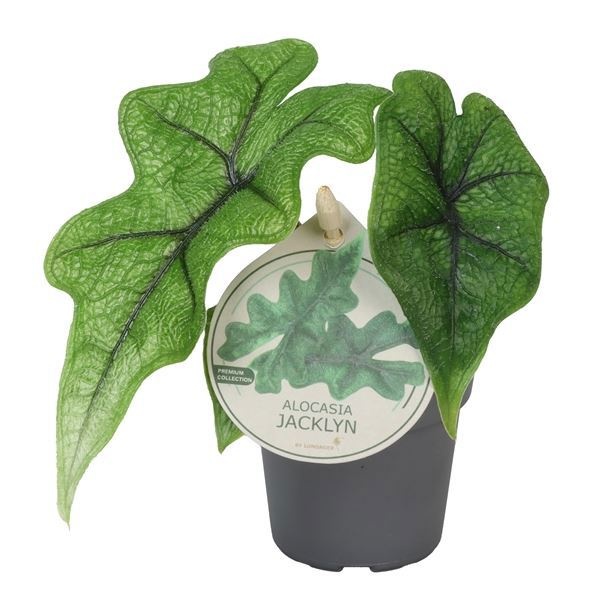 Alocasia Jacklyn W. Label 6 cm, D 6 cm