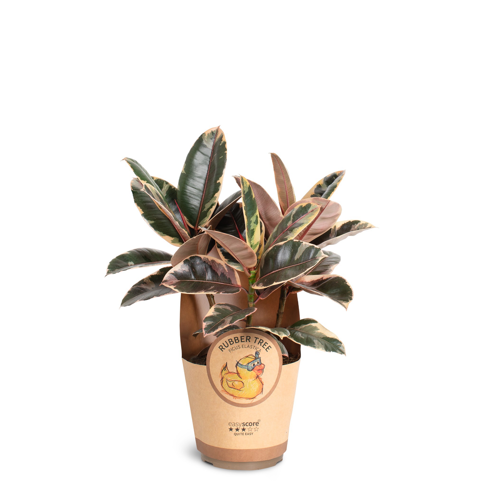 Ficus elastica ´Belize´, D 17