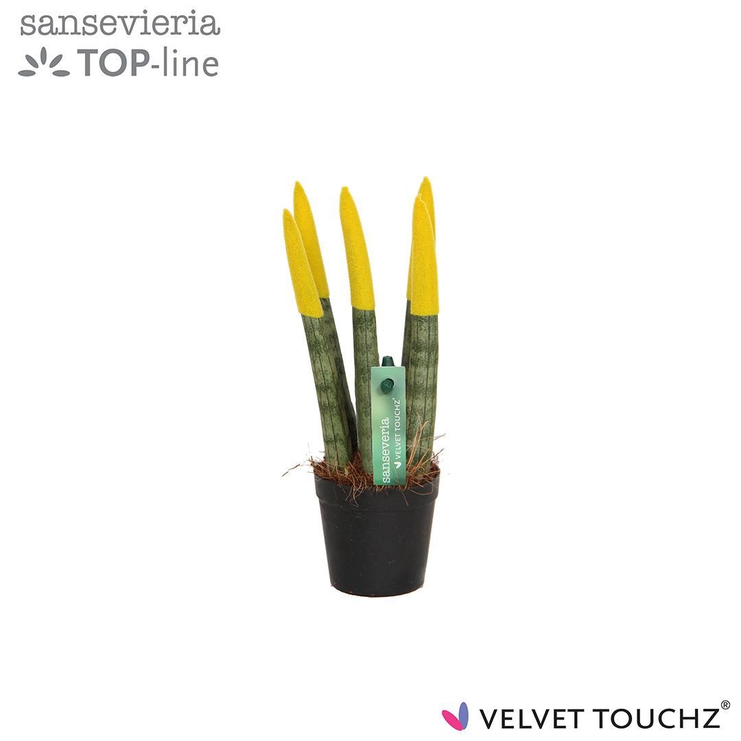 Sansevieria VELVET TOUCHZ® Geel, D 6