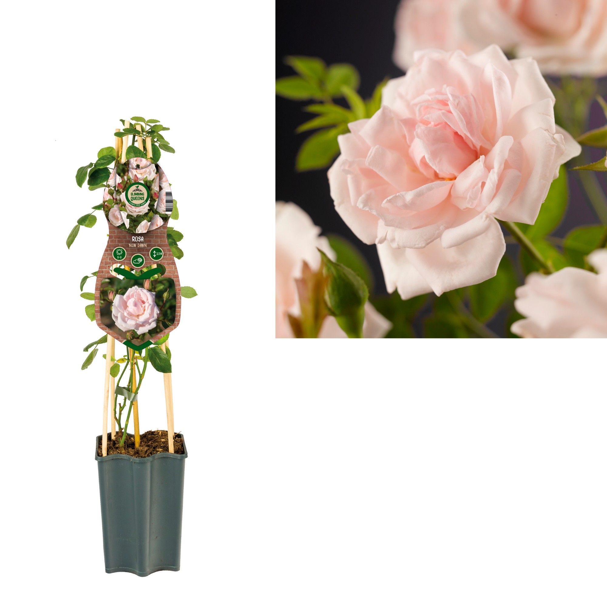 Rosa 'New Dawn' +3.0 label, D 15