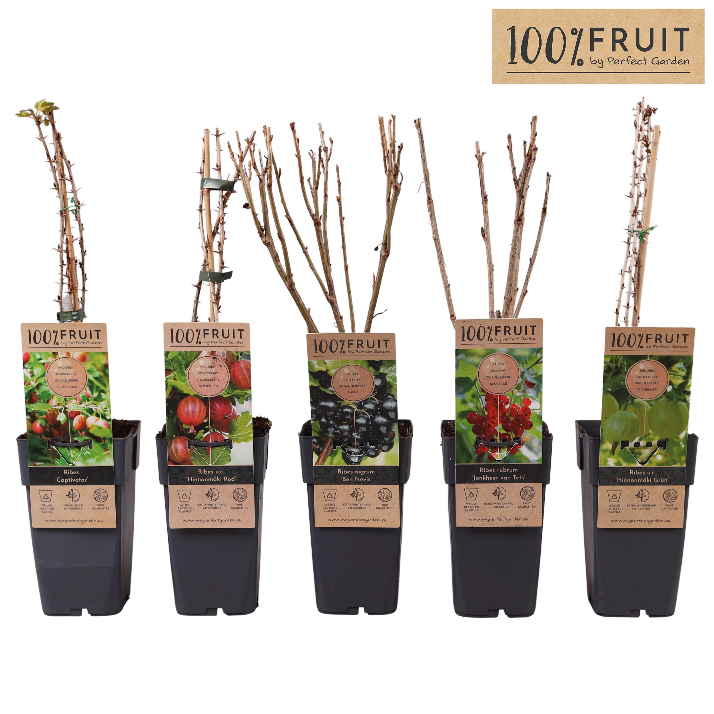 Ribes mix laag P15, D 15 cm