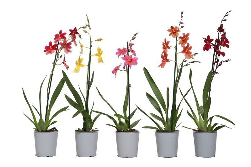 Cambria p12 Nelly mix 1T08+, D 12