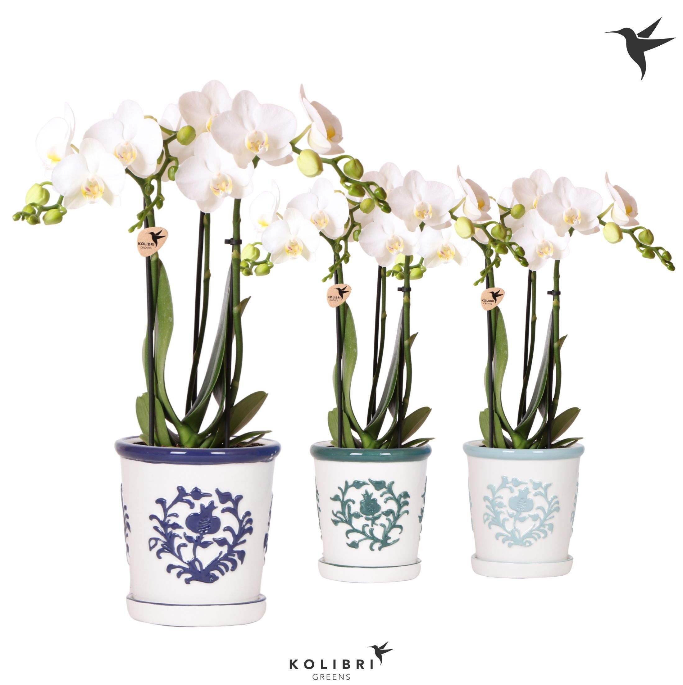 Kolibri Orchids Phalaenopsis white 3 spike in Malaga pot blue, D 9