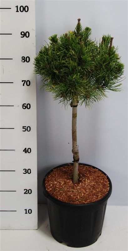 Pinus mugo 'Carsten', D 32