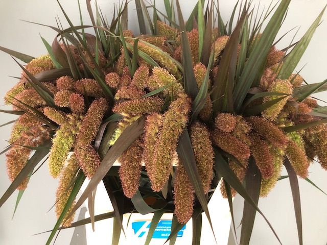 Сетария Италика Рэд Джевел 75, шт.