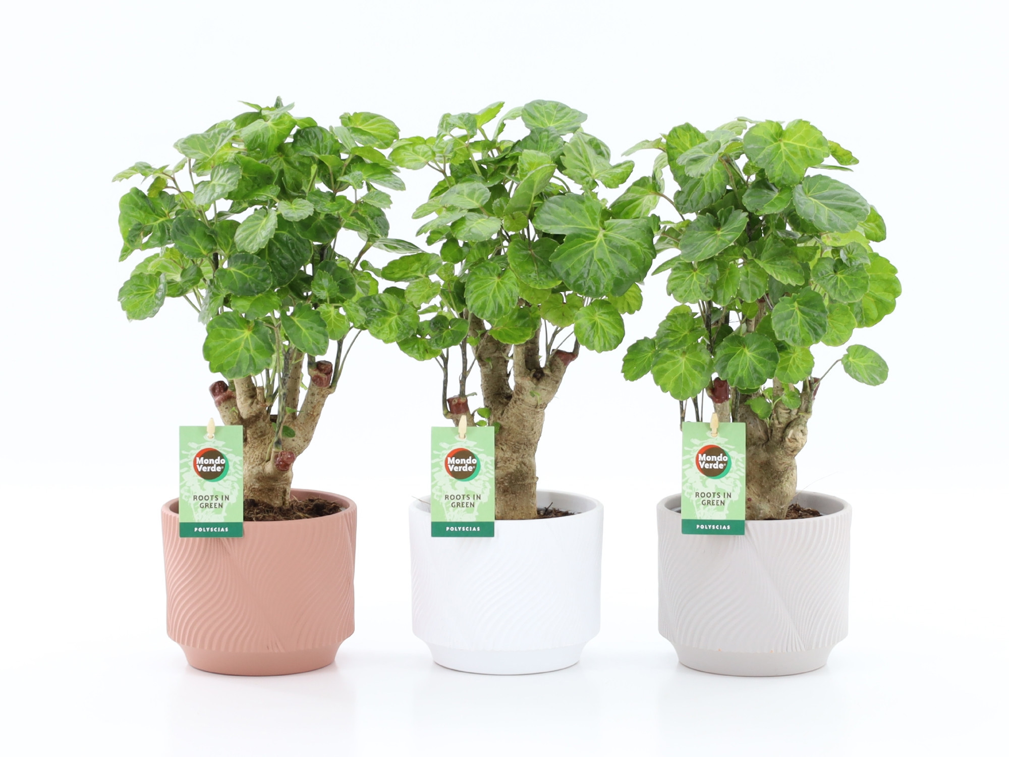 Polyscias Green Lemon in Rodena keramiek, D 13