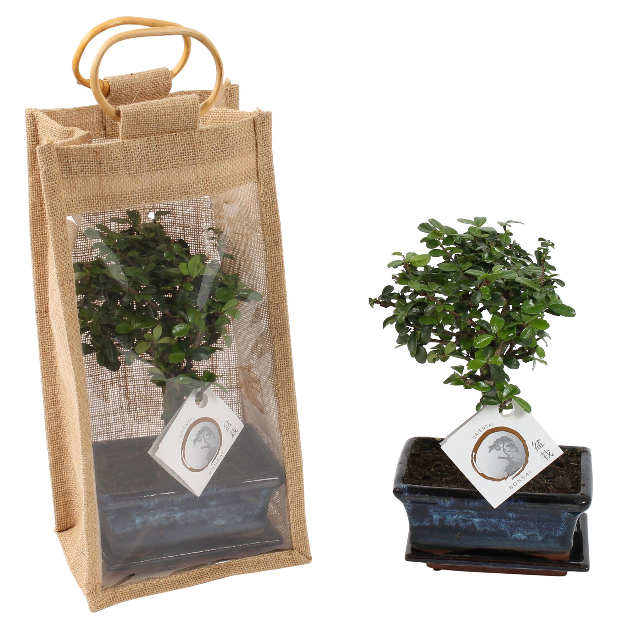 Bonsai Mixed in ø15cm Ceramic in Jute Giftbag Ball Shape, D 15