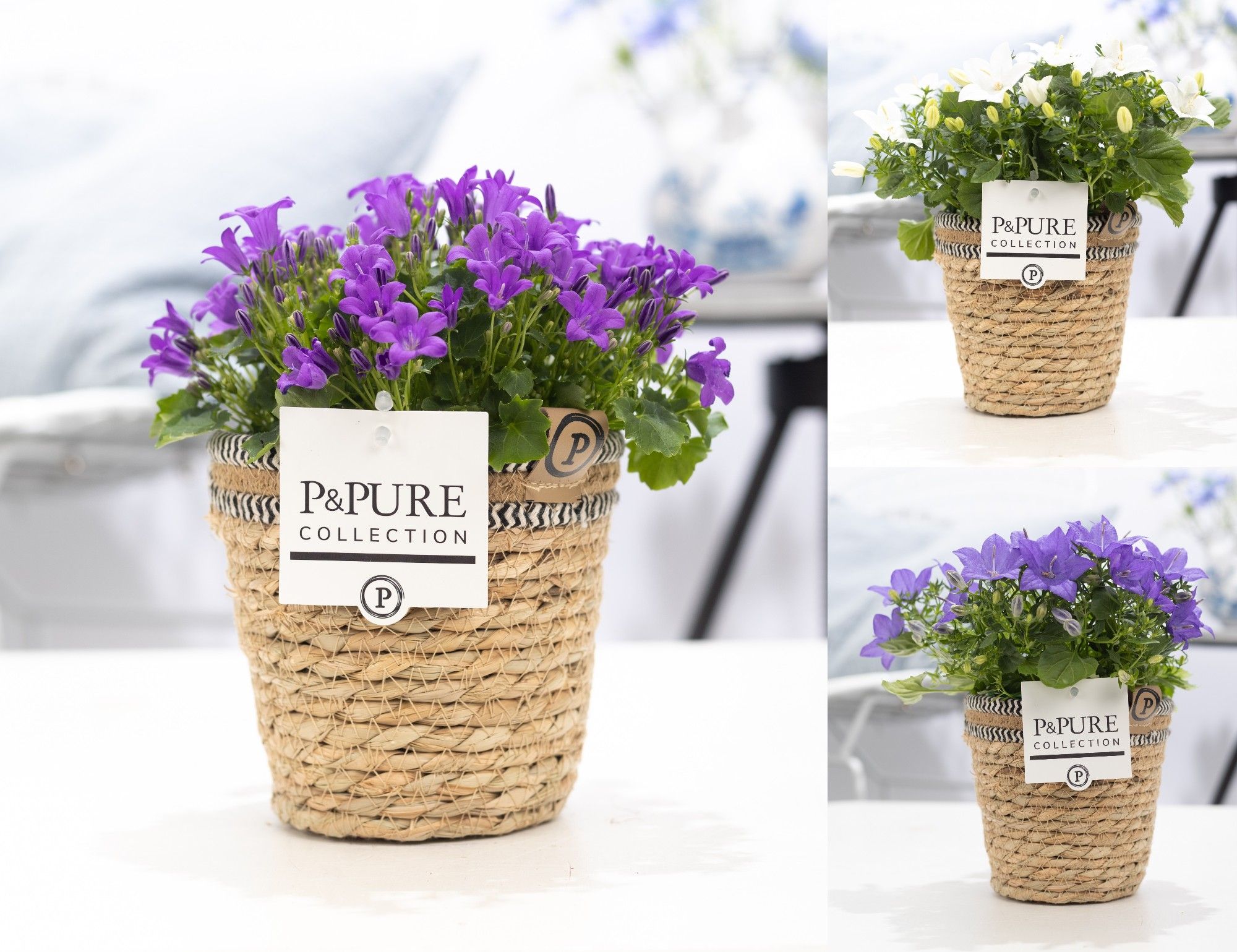 Campanula Mix Pure Basket, D 15